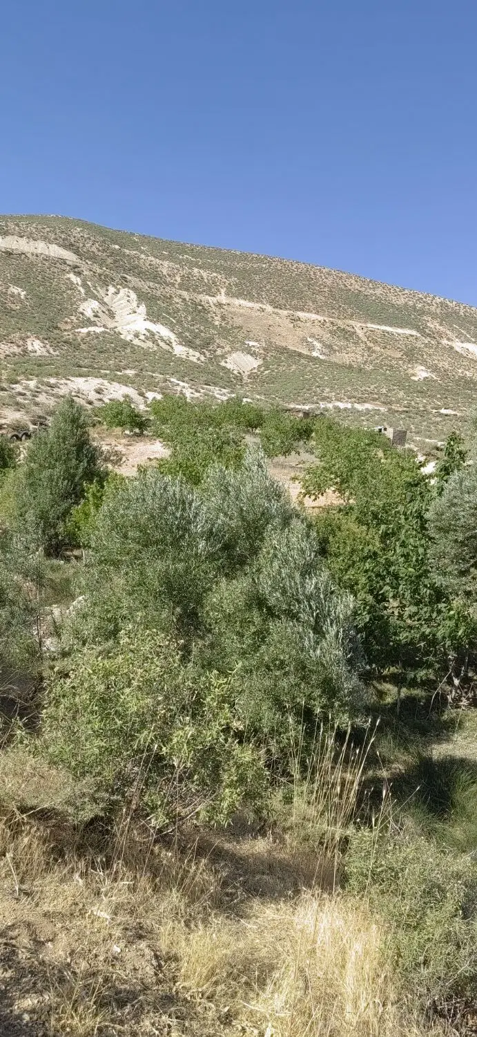 فروش باغ 2500 متری دزداران