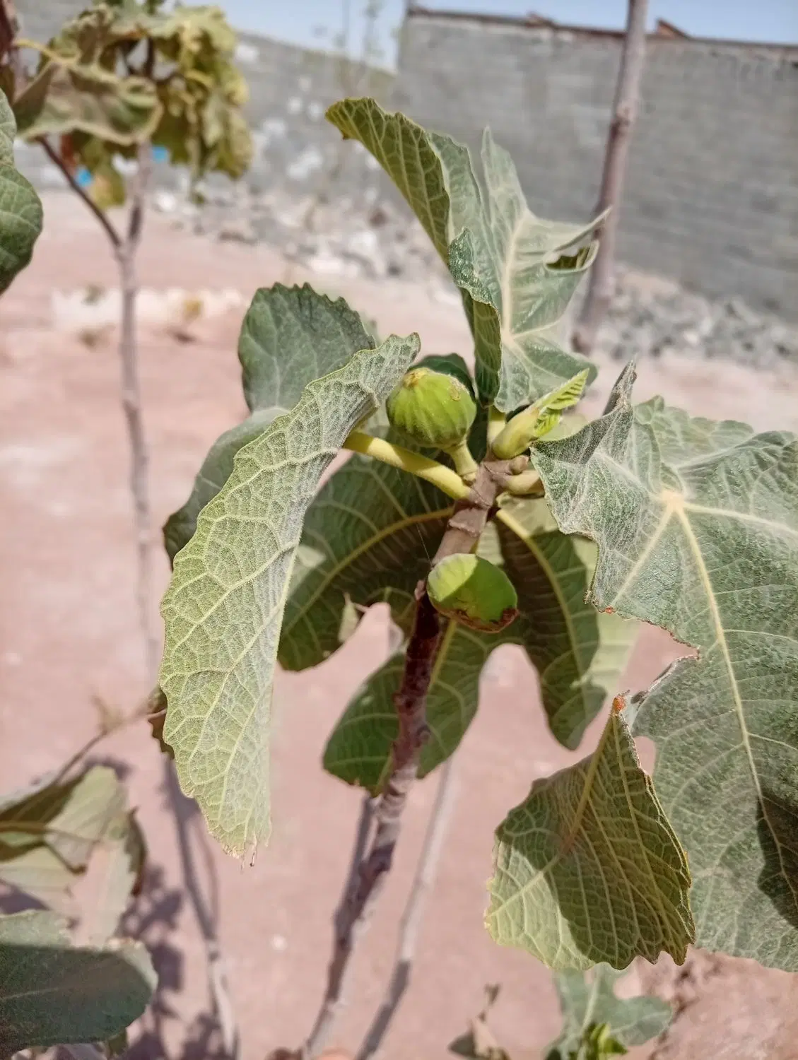باغچه ۳۱۴متری