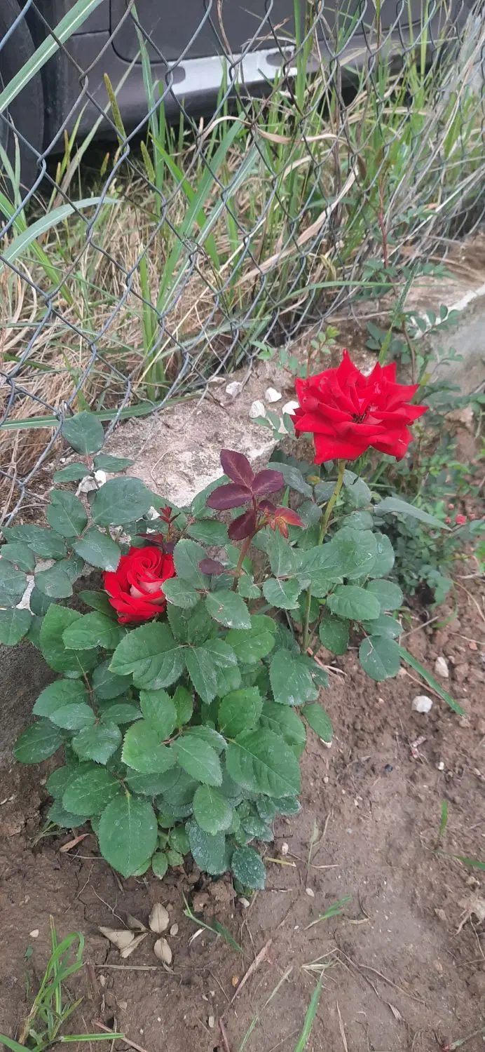 زمین