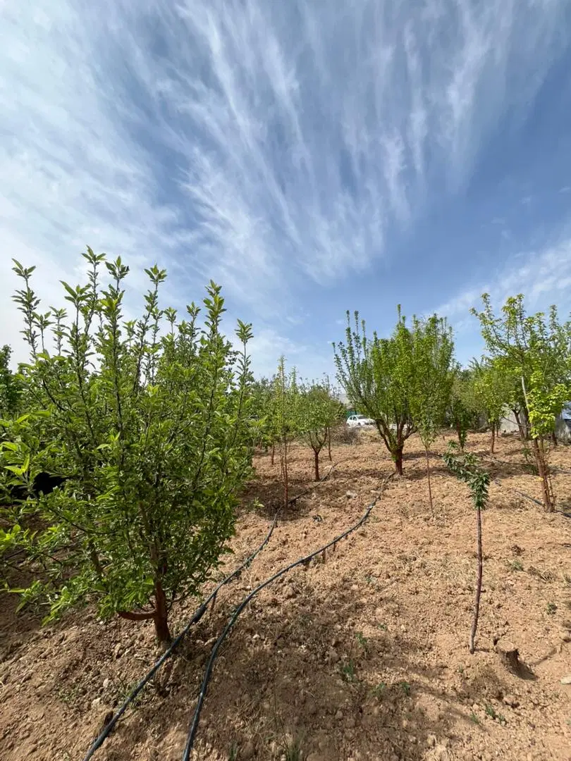 ۱۲۰۰متر دور دیوار سند قطعی باغ ۲۰ساله