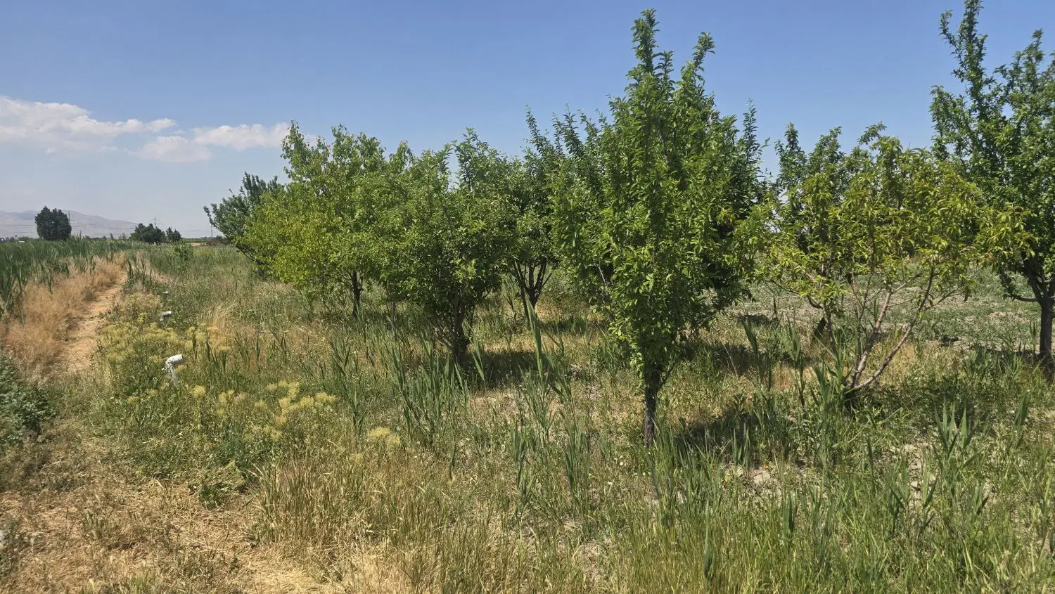 زمینی باغی در غفار بهی