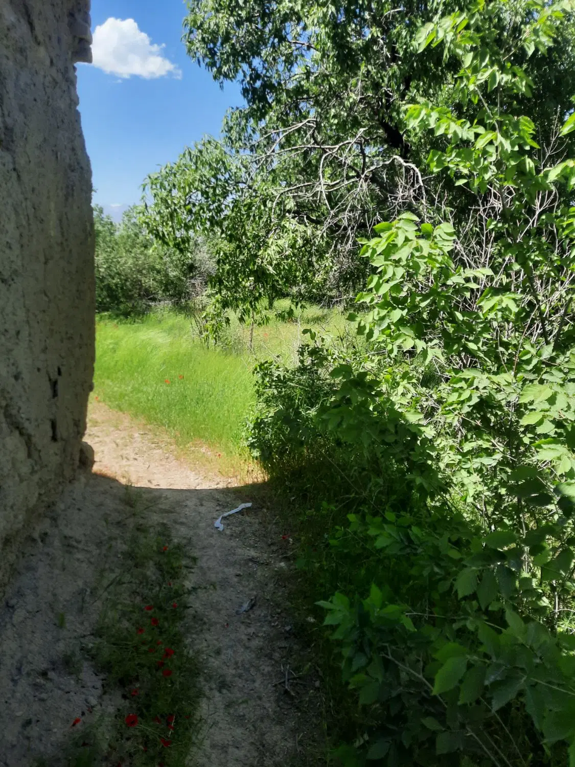 باغ سرسبز و خوش اب هوا
