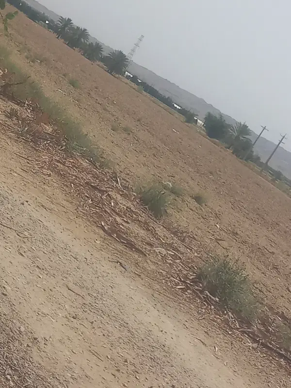 زمین کشاورزی بادوله بالای خط گاز ۵ هکتار اجار