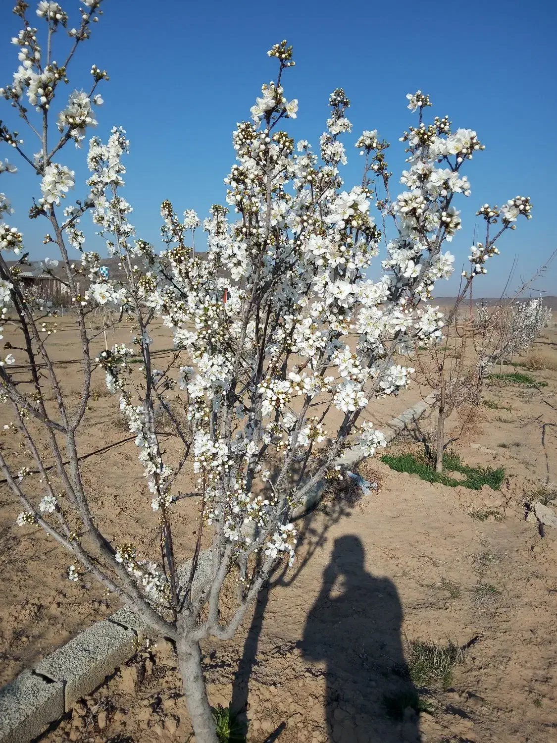 باغچه هزارمتری داخل مجموعه فنی کشی شده
