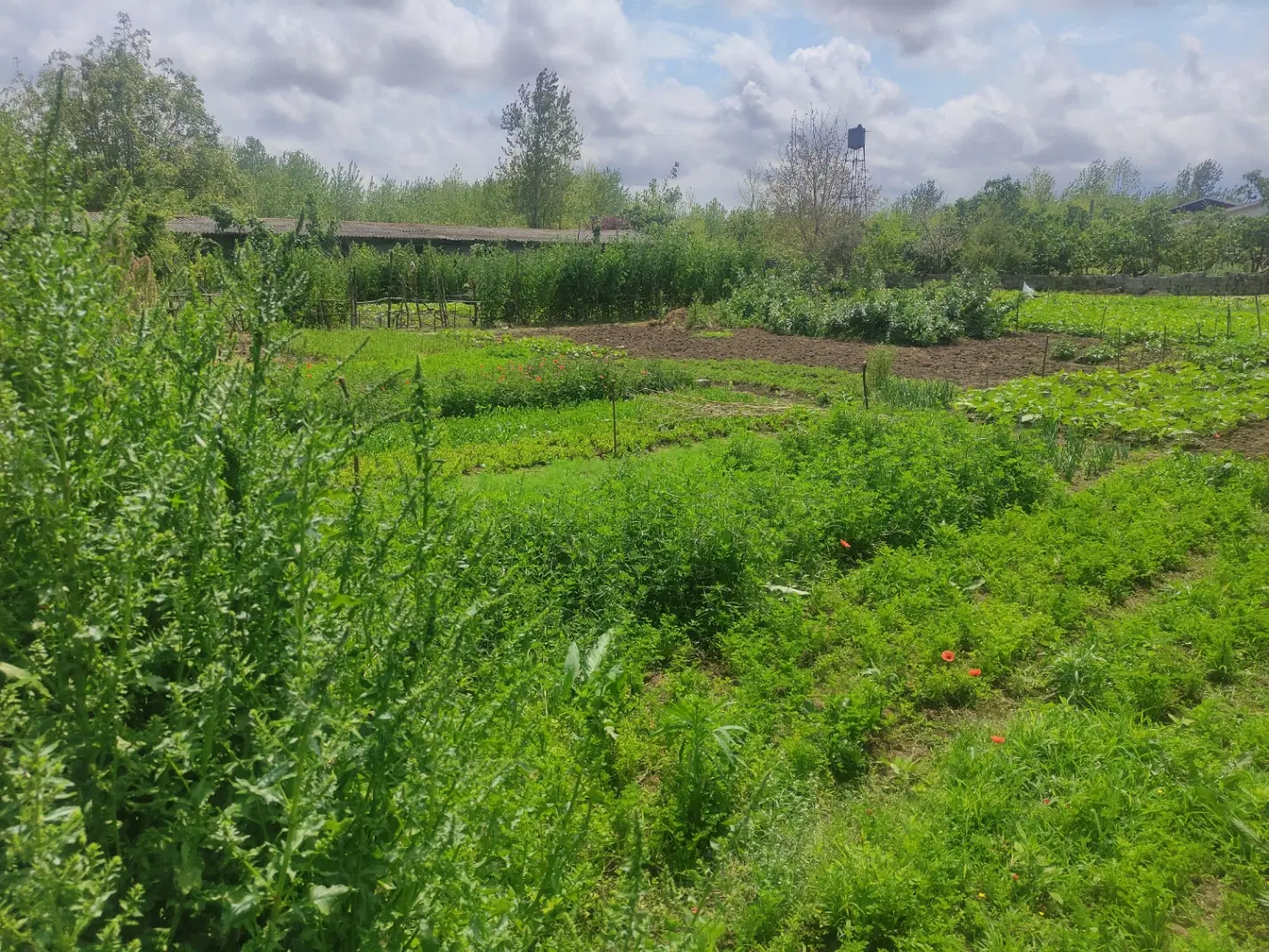 فروش زمین در روستای دریاسر