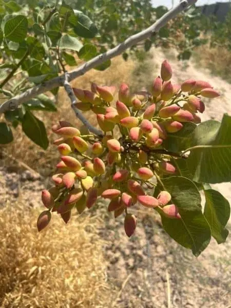 فروش باغ پسته