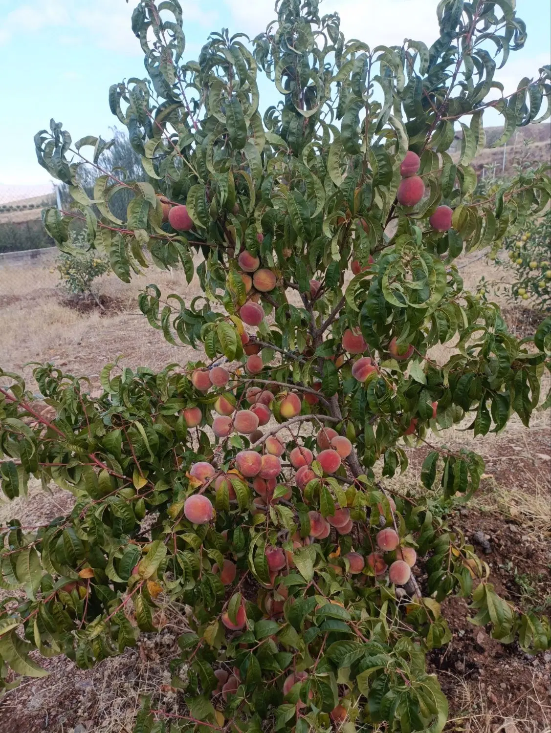 باغ در سیوان