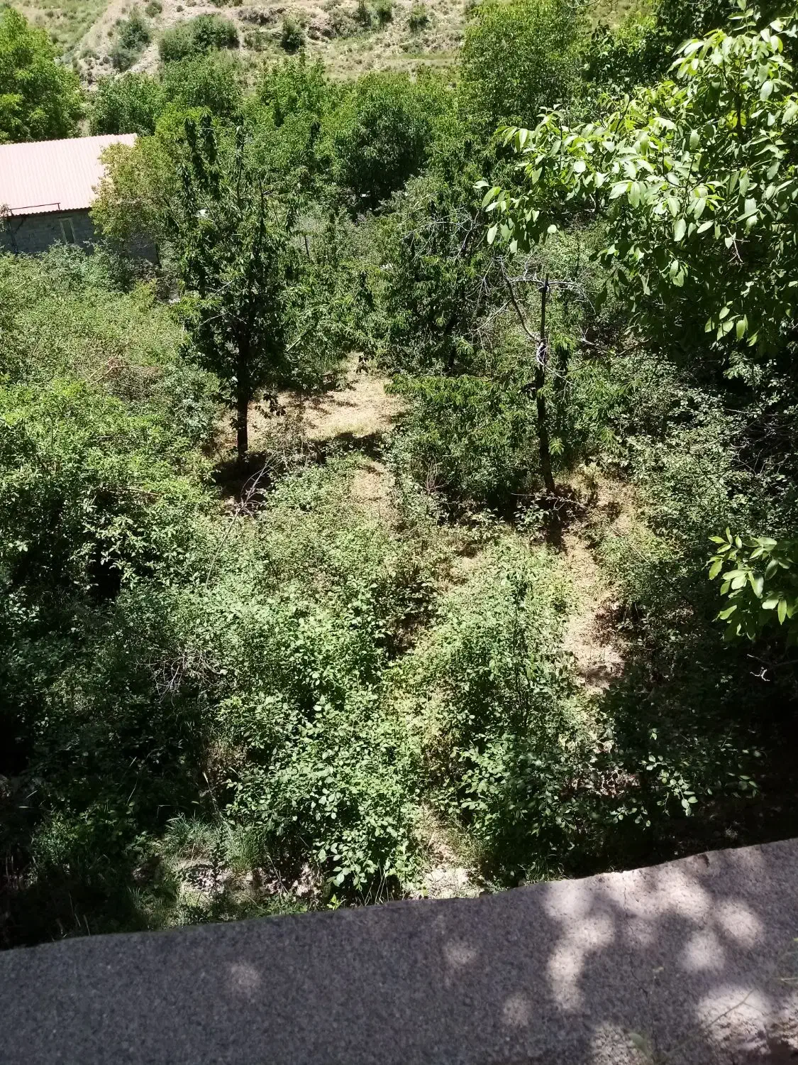 باغ میگون