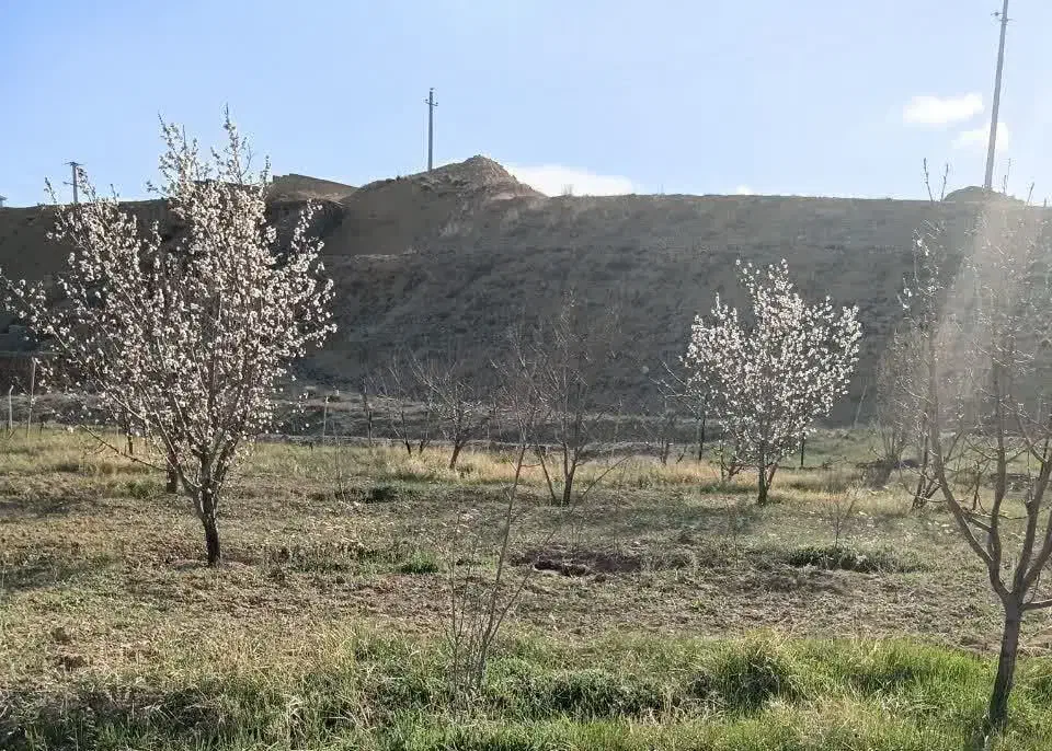 باغ سند دار ۱۰ ساله