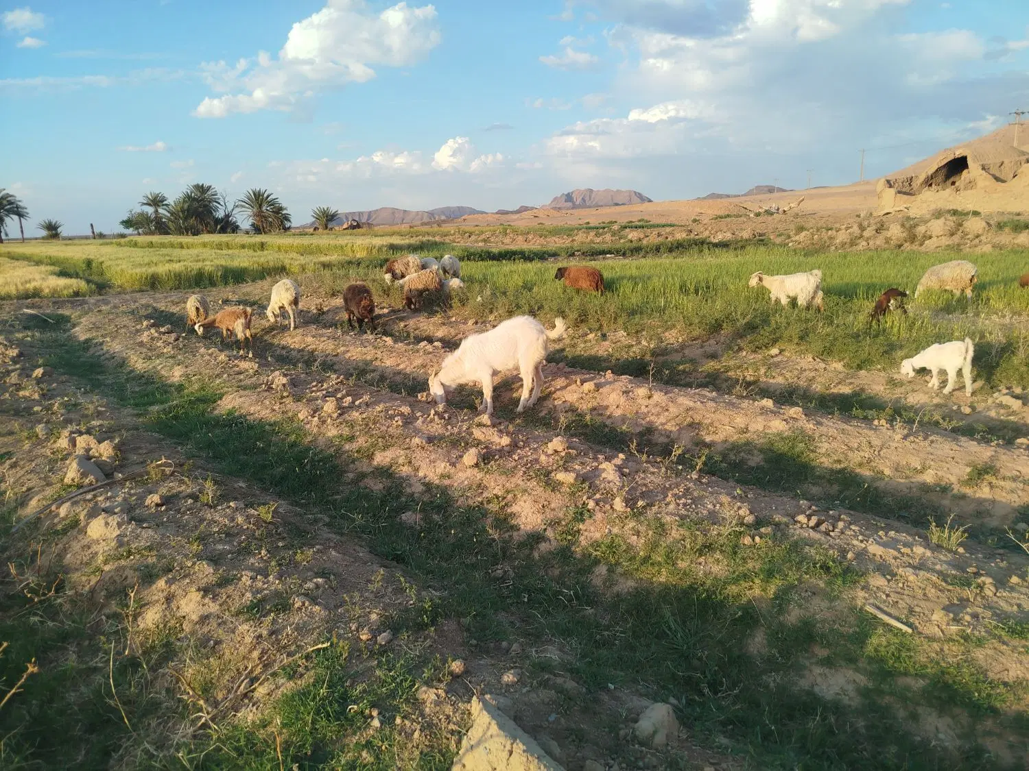 مزرعه عالی برای کشاورزی ومناسب دامداری