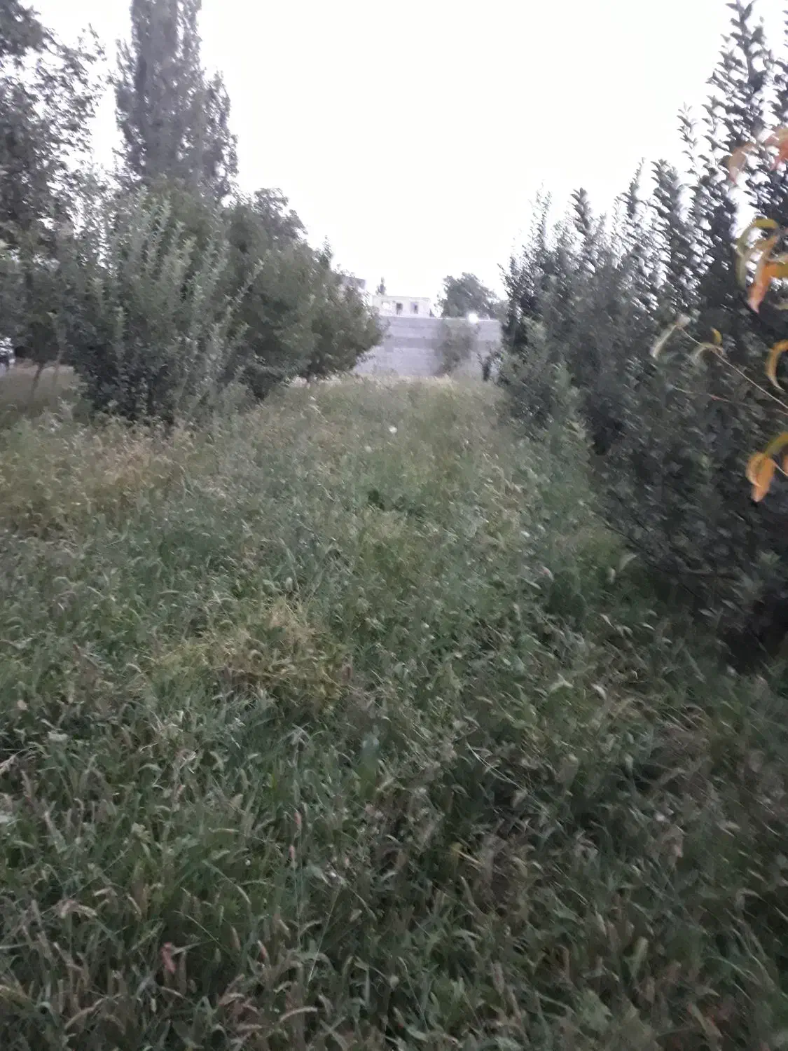 فروش باغچه جاده دریا