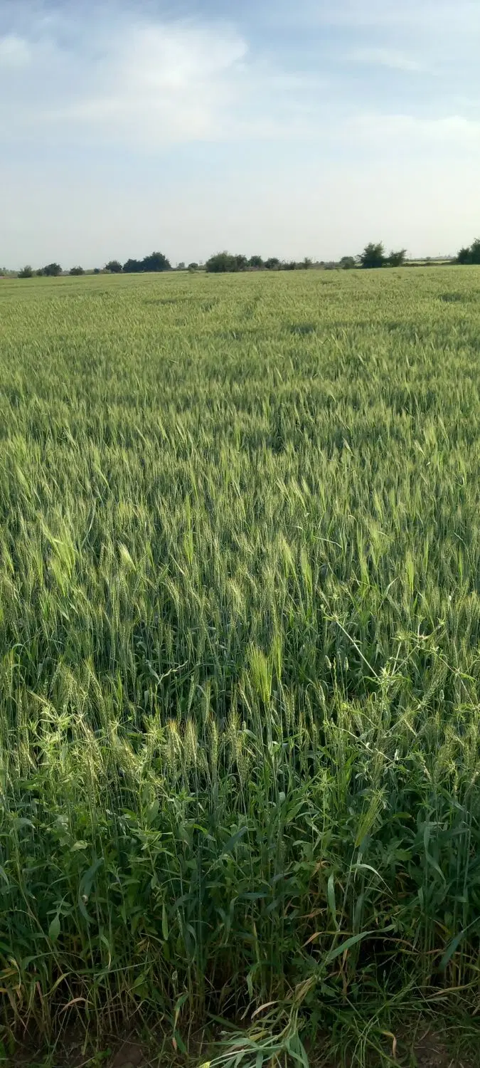 اهواز اندیمشک مسیر الهایی  روستای سید معن