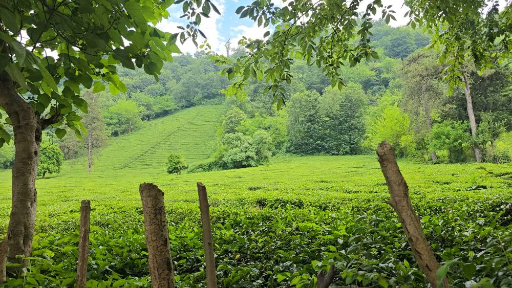 رهن ویلای دربست سه خواب برند رامسر