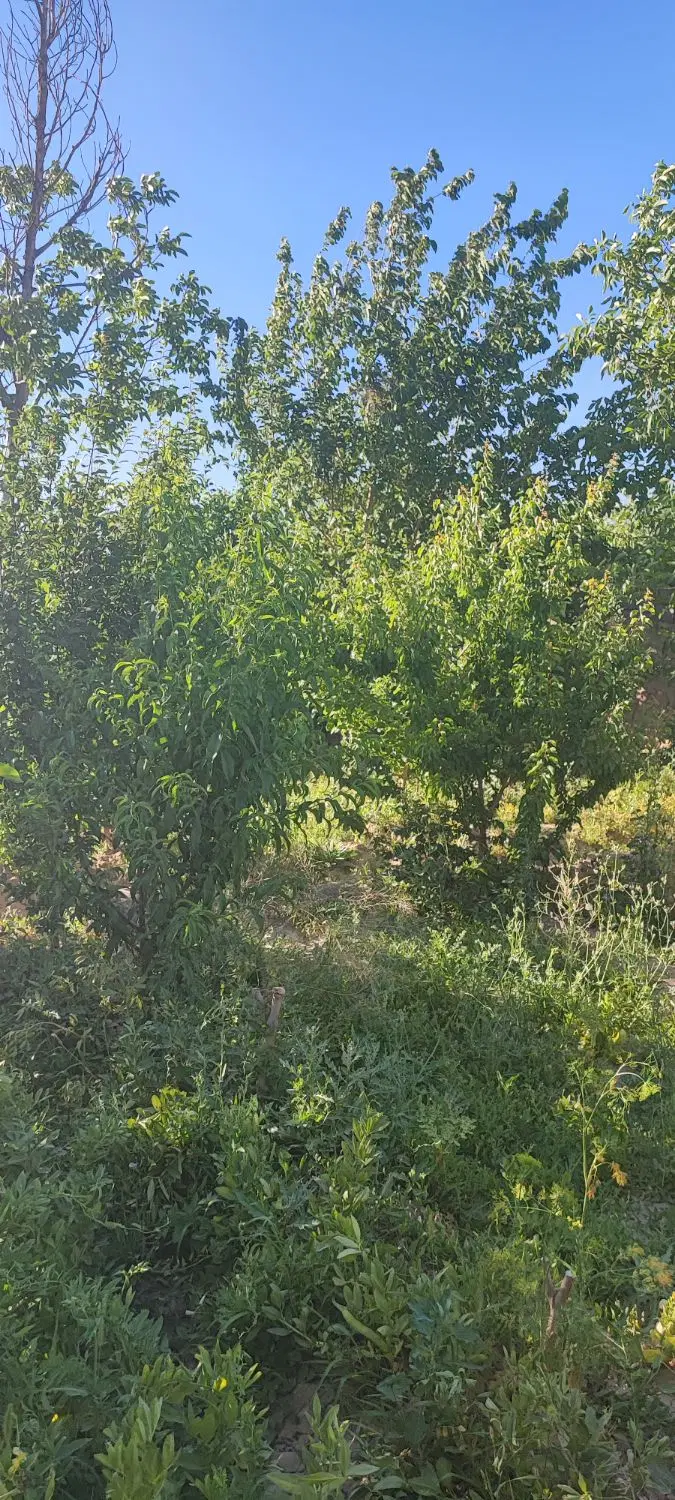 باغ در اصفهان. 430 متری. شهیدان تیموری. جنب پارک