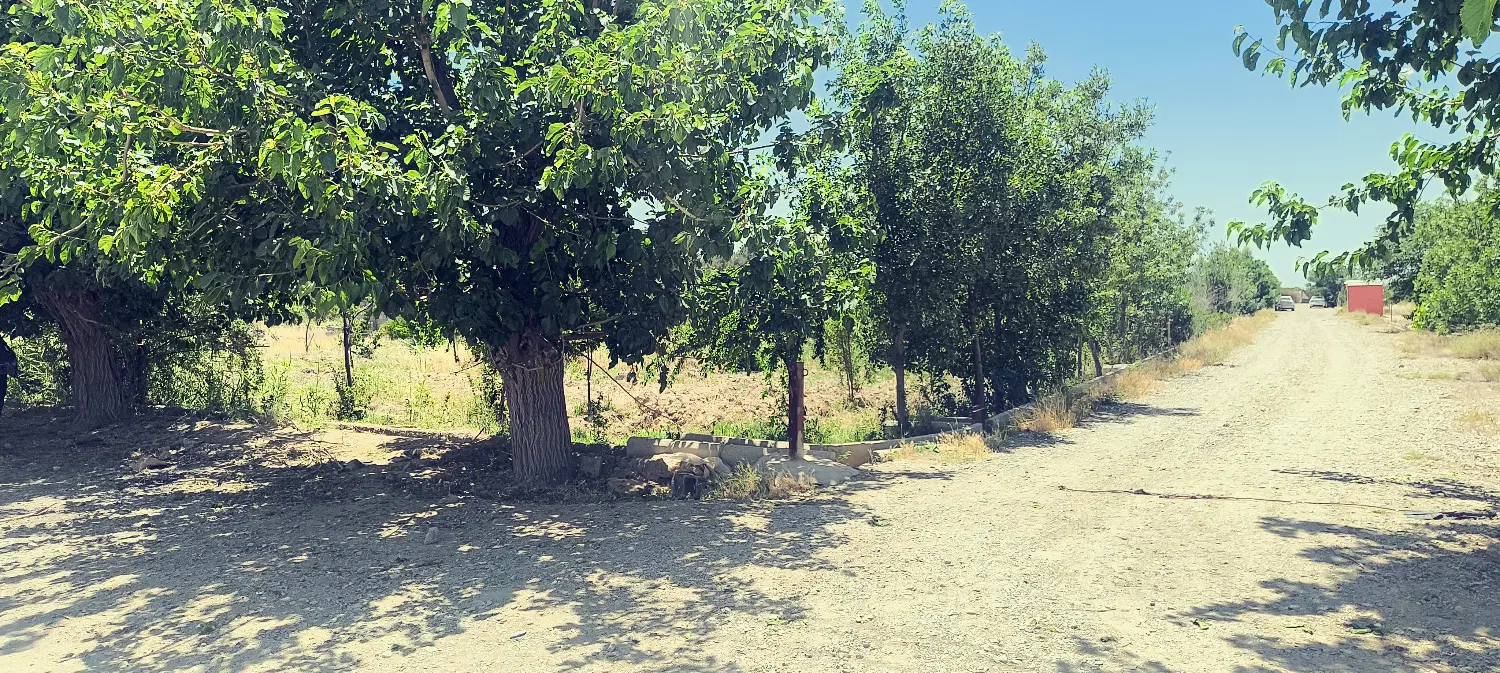 باغچه سند تک برگ شش دانگ