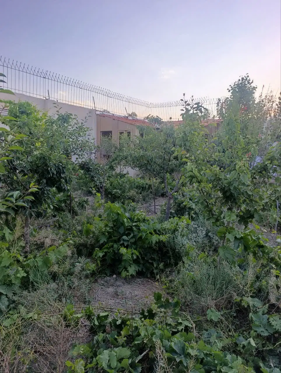 باغ ویلا در محیطی بکر و ساکت در گلمکان چنار