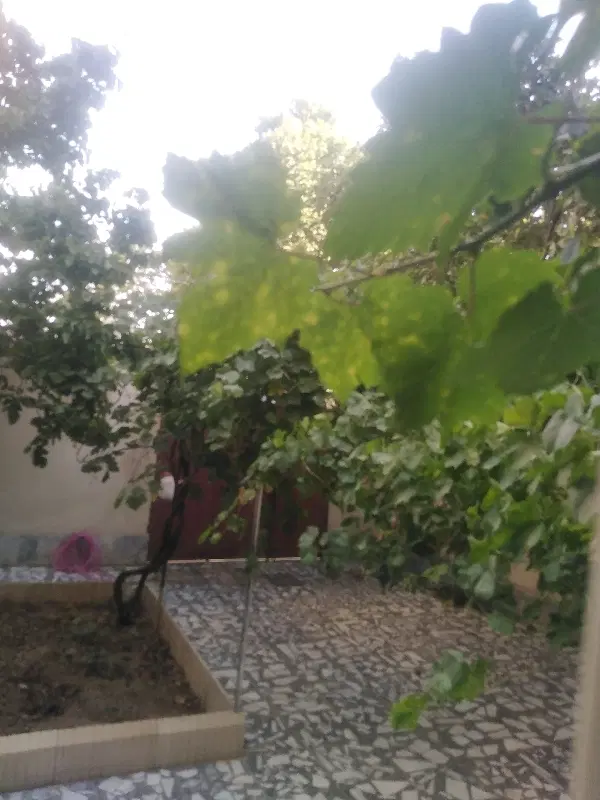 زمین باغی 150 متر قسمت چهارم یزدانشهر