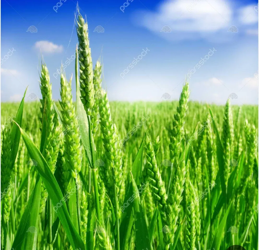 ۷۰۰۰ متر زمین کشاورزی زیاران صحرای فیض اباد