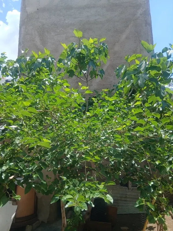 املاک خانه