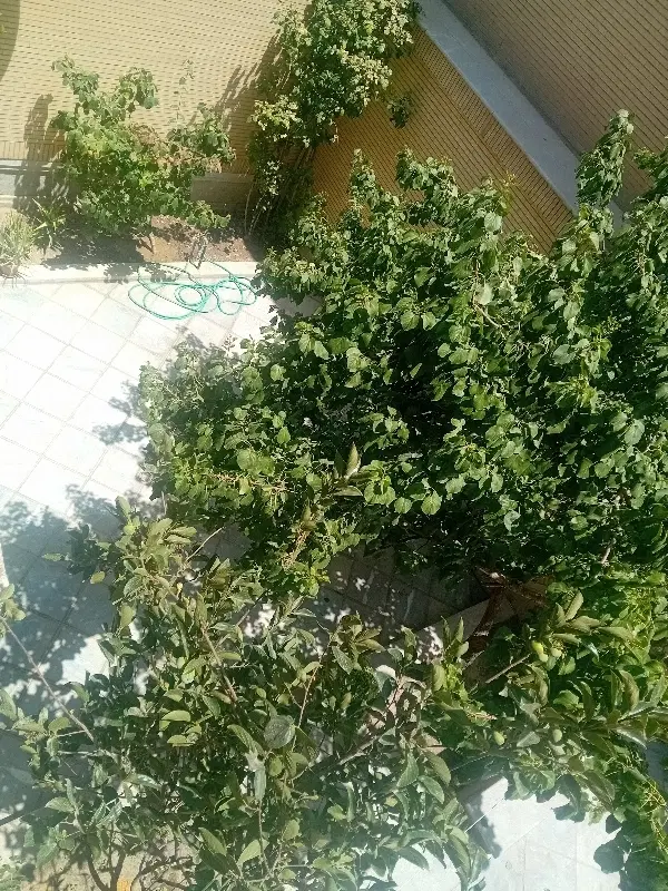 آپارتمان دو خوابه ۱۶۰ متر حیاط دار
