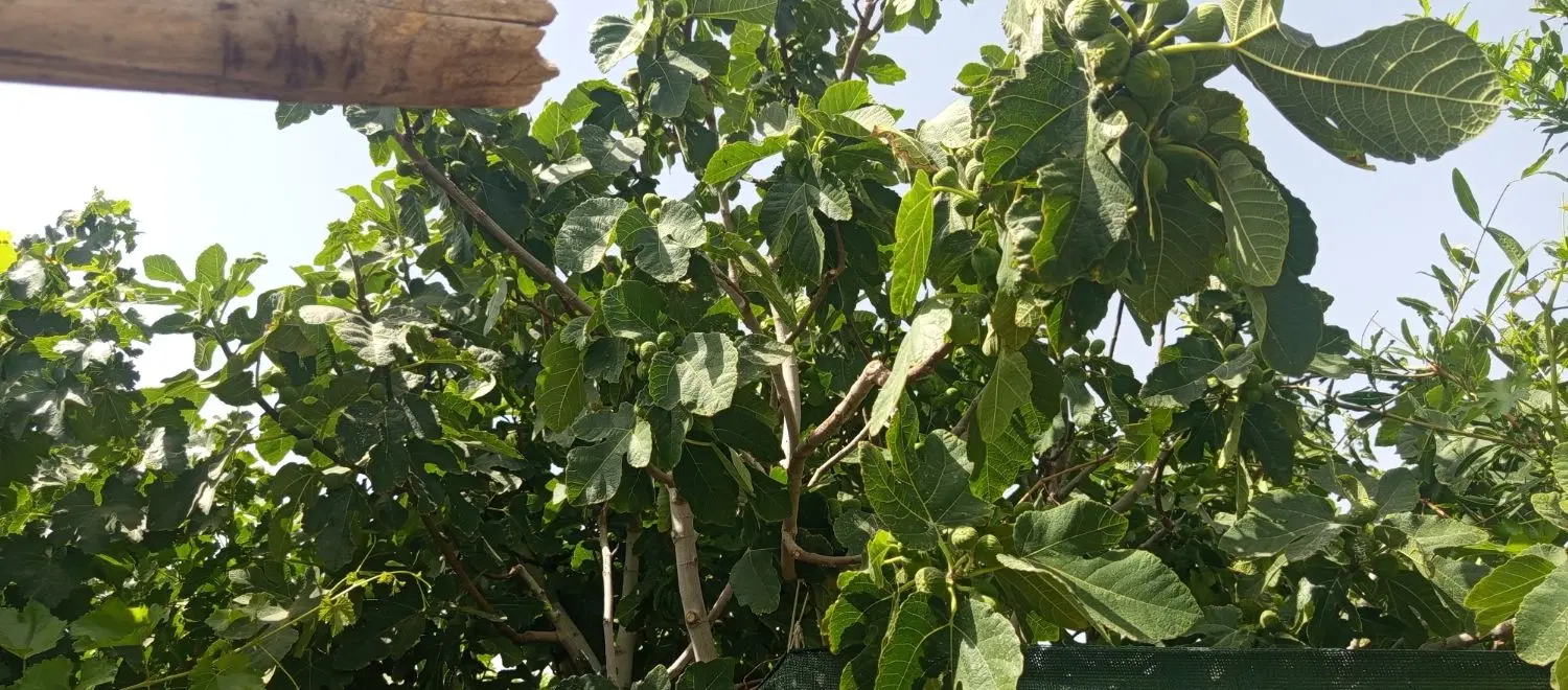 یک خونه باغ به متراژ هزار متر دارای 90درخت پسته