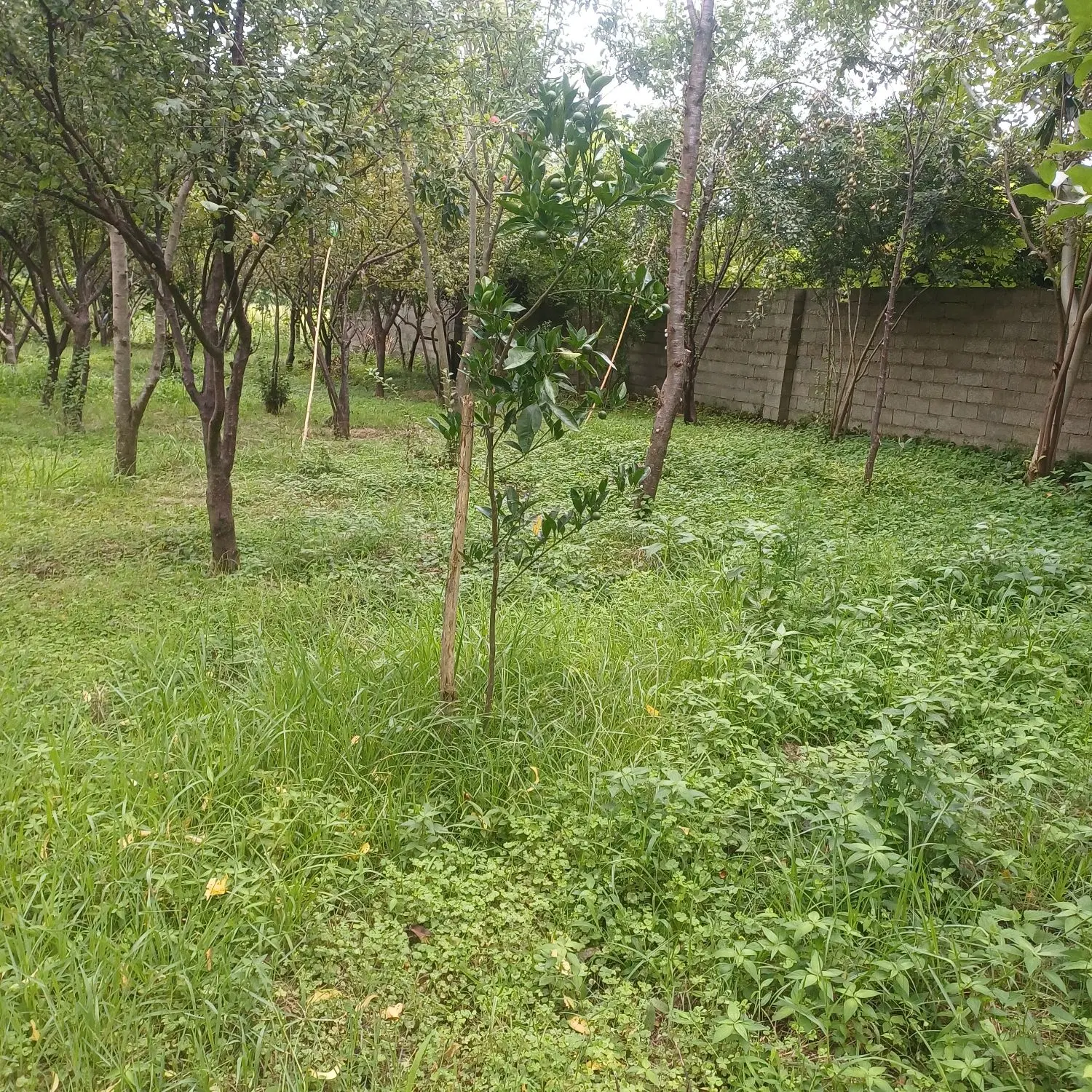 زمین مسکونی