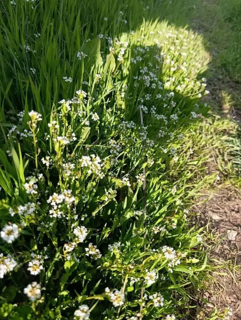 زمین مسکونی