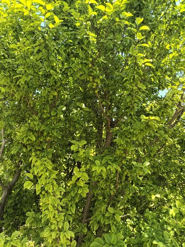 باغ دو نبش مهریز