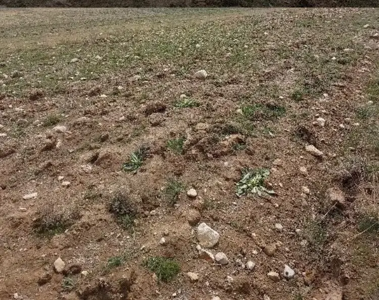 ۲۰۰۰مترزمین کشاورزی درکمرنق شادبادمشایخ