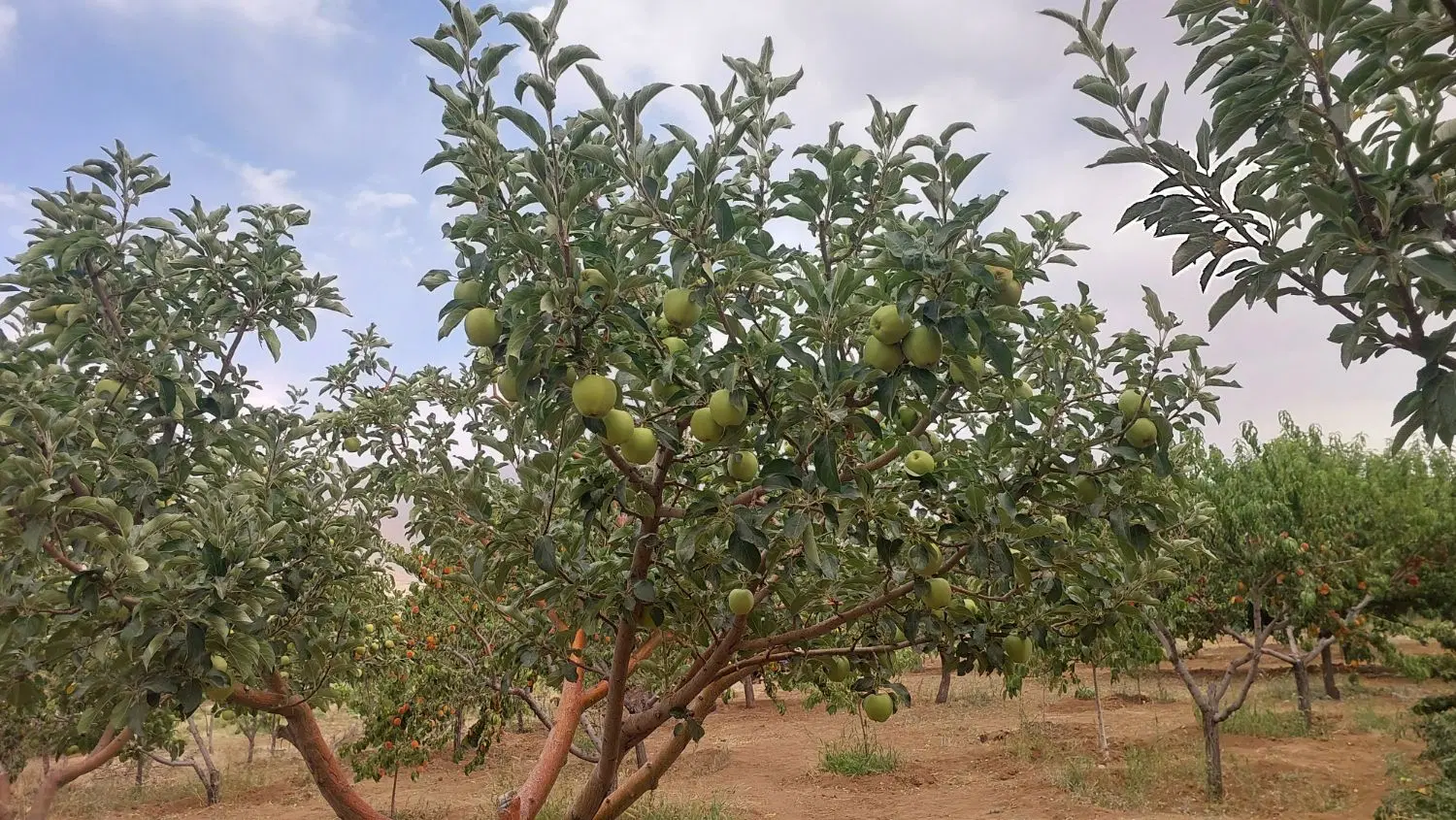 باغ