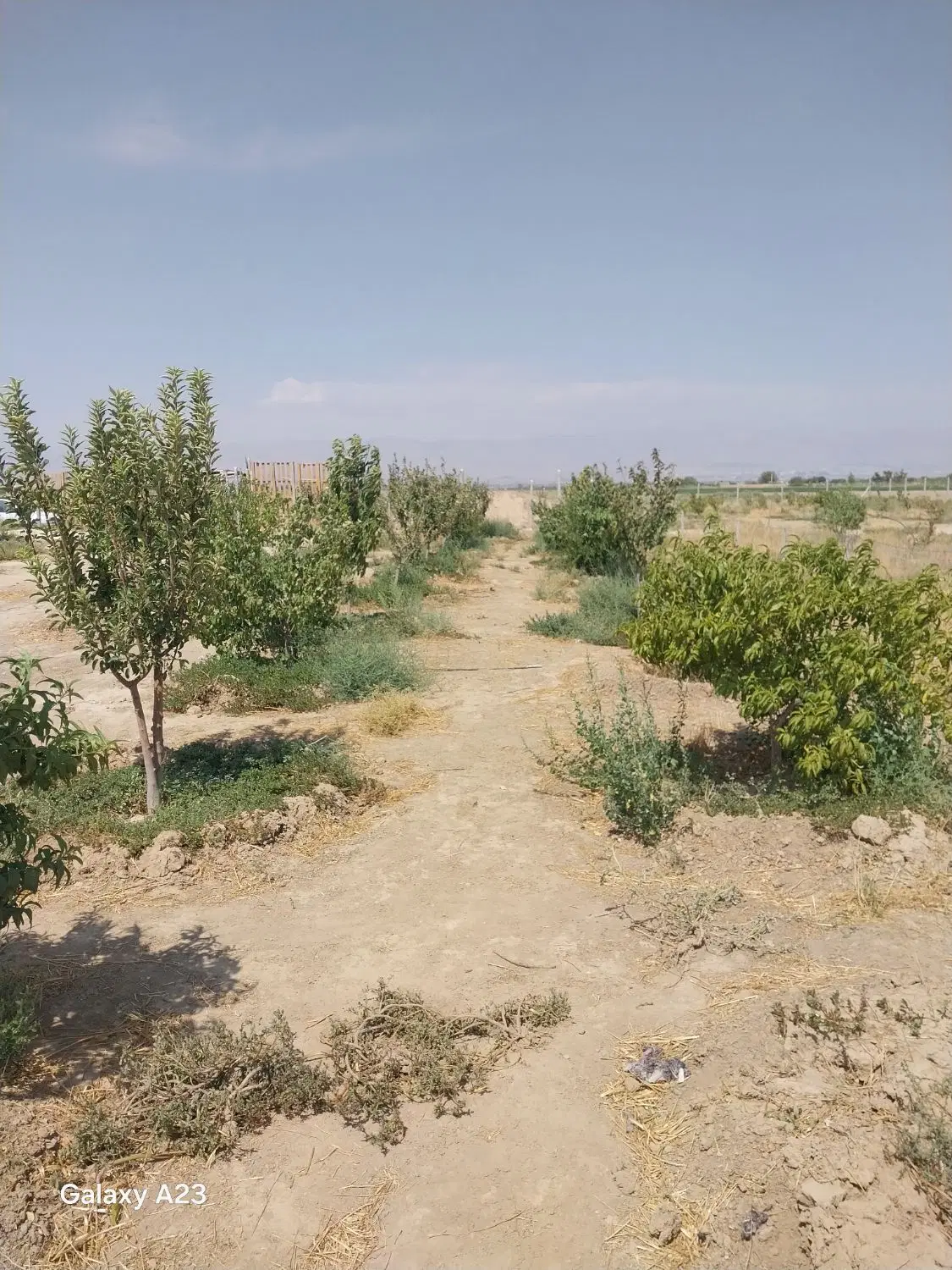 باغچه 1000 متری
