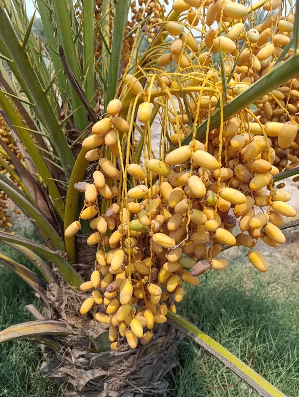 فروش 3_200متر زمین در شهر قلعه قاضی