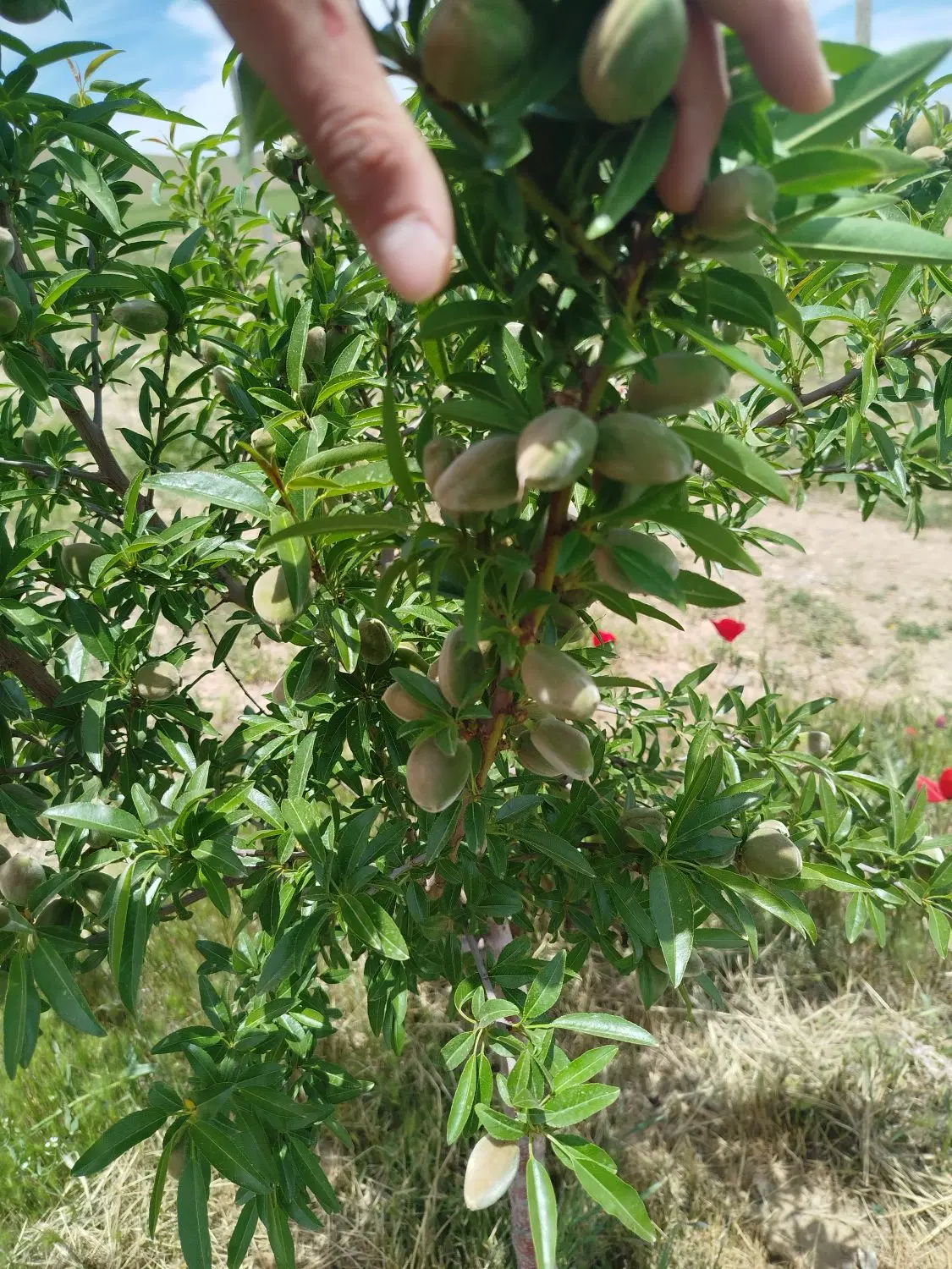 یک هکتارباغ بالاتر از پهن آباد روستا باغچه