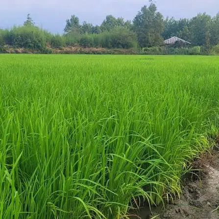 زمین شالیزاری (بجاری)