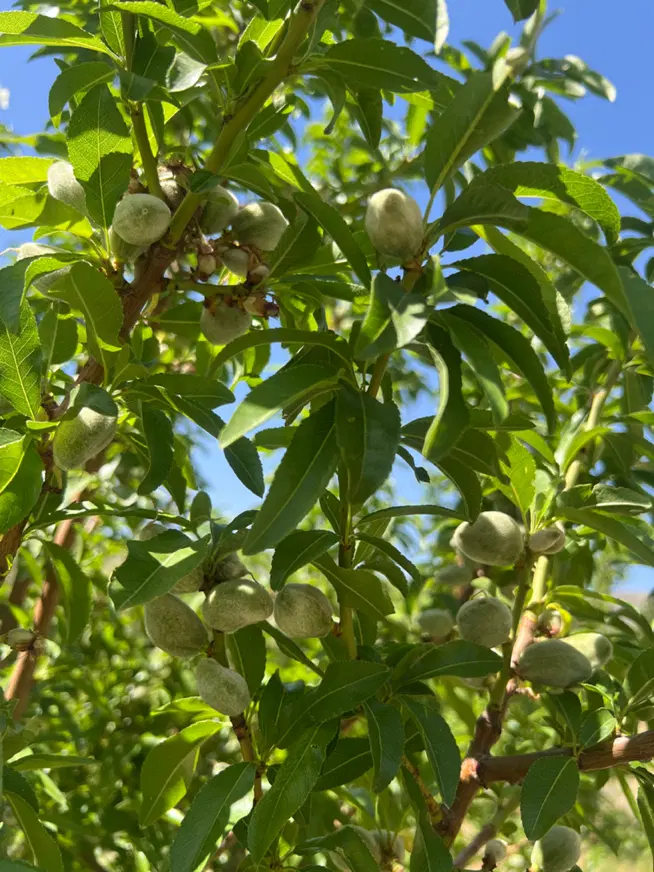 باغ و باغچه  ۱۴۰۰ متر در روستای طیخور