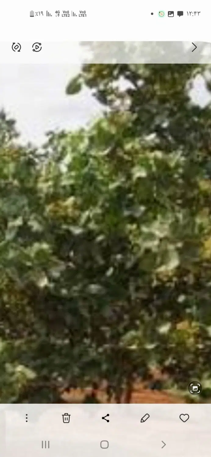 ۵۰۰۰ باغ پسته