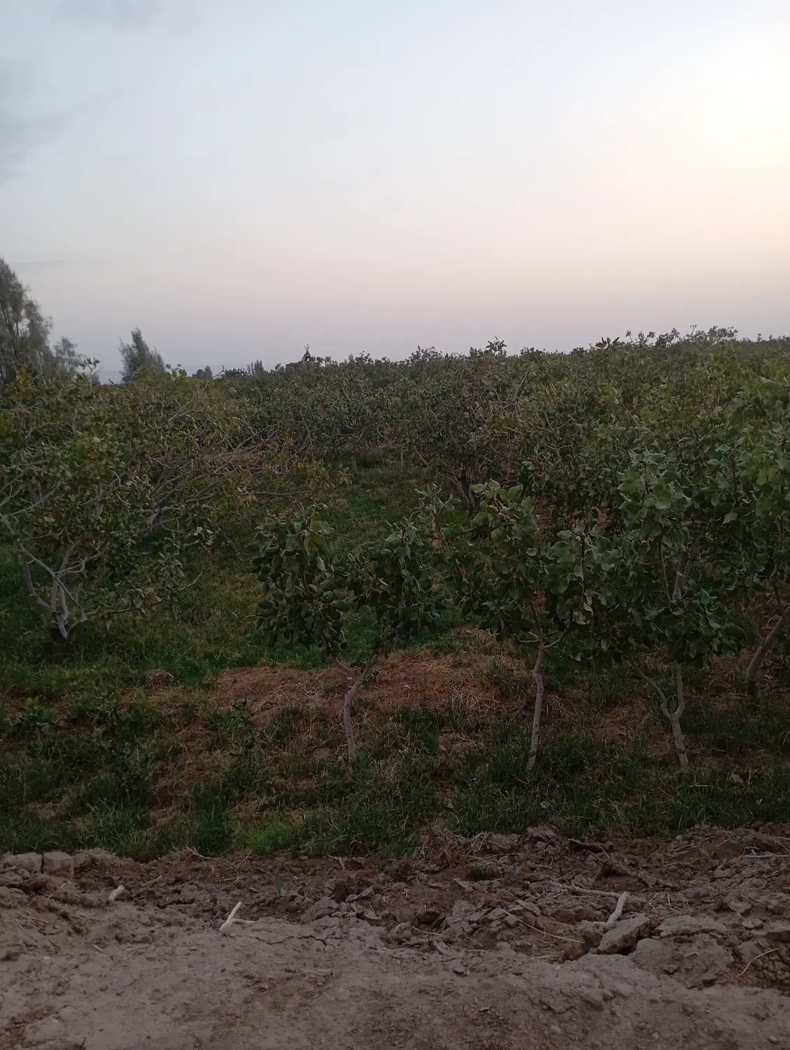 فروش زمین پسته