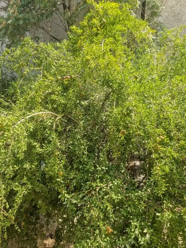 باغ جوپار