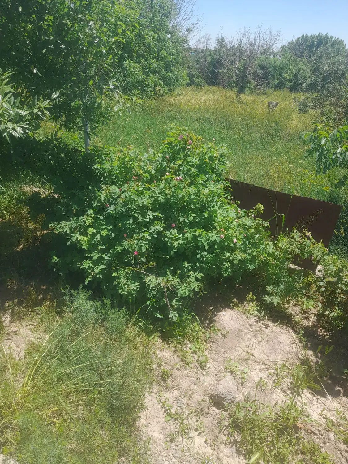 باغ سنتی رشتقون
