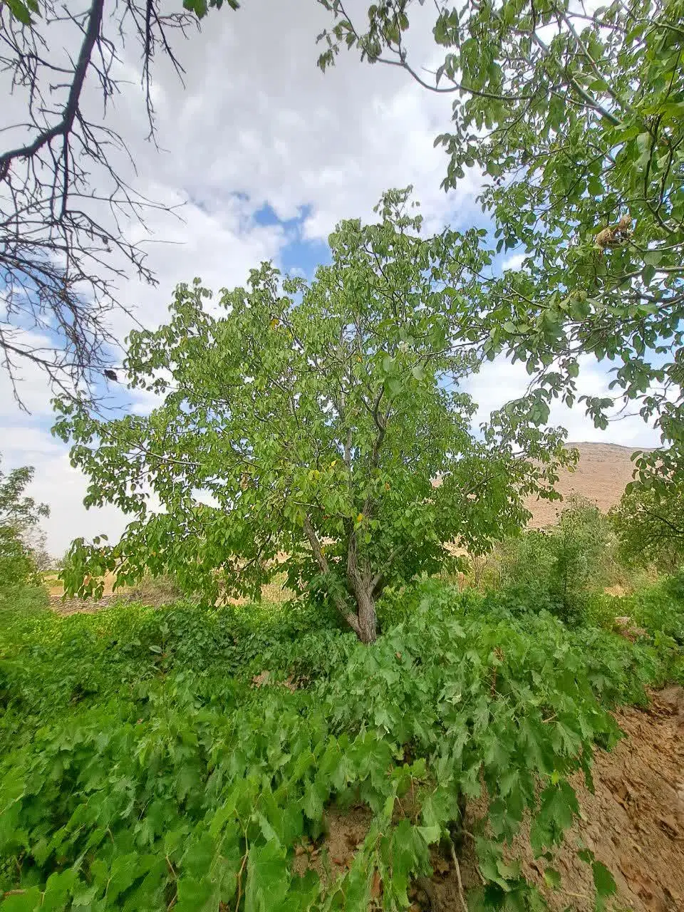 باغ هزاوه