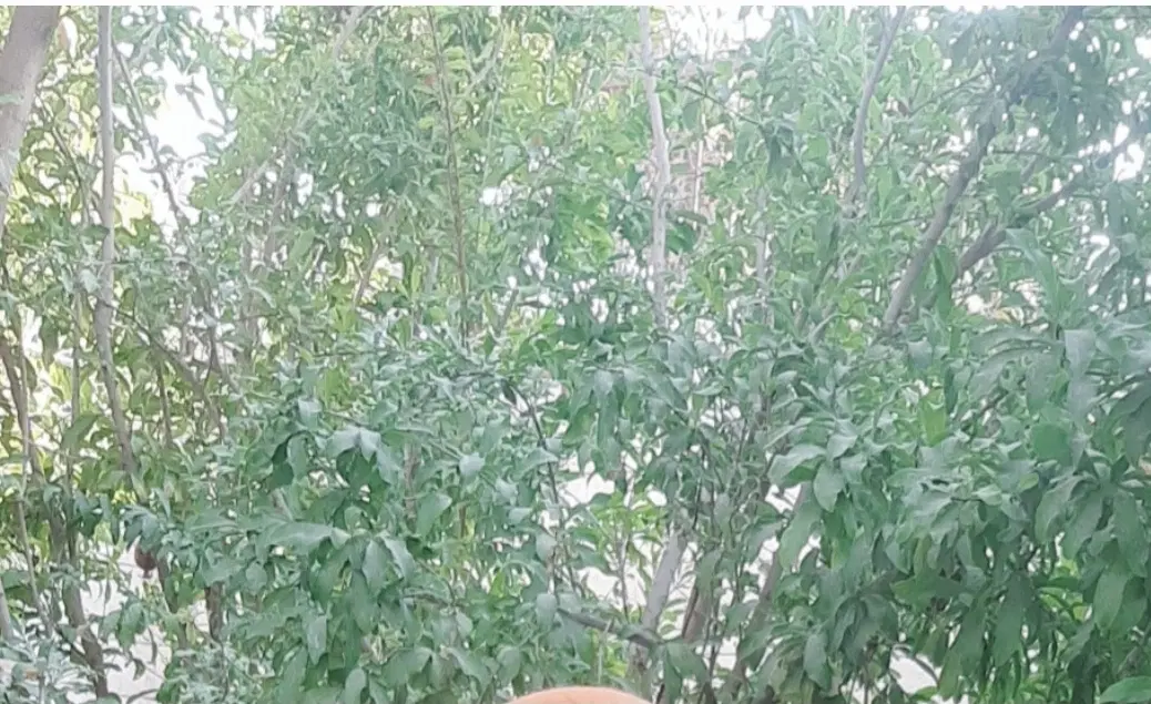 فروش  خانه  کلنگی