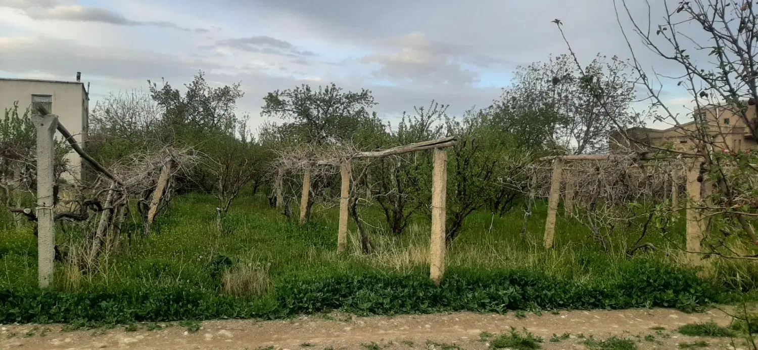زمین مغازه وباغ انگوری