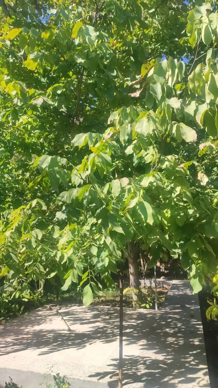 باغ مهریز یزد