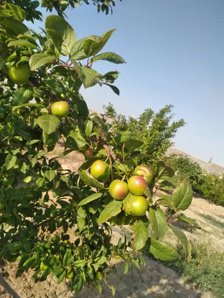 ۱۵۰۰ متر باغچه چهار دیواری