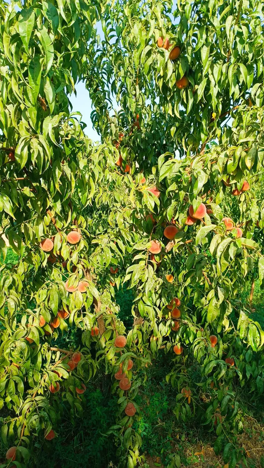 باغ جاده سلامت