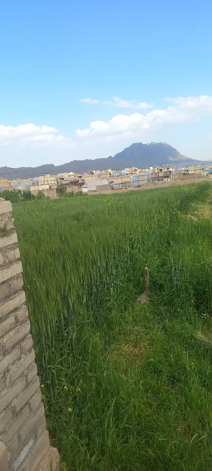 زمین برای کاشت برنج لوبیا و ...