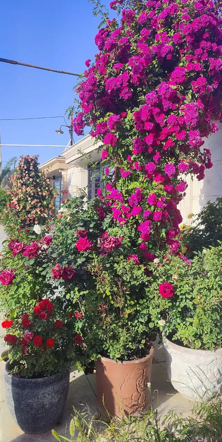 زیر زمین اجاره