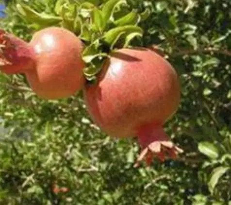 باغ انار