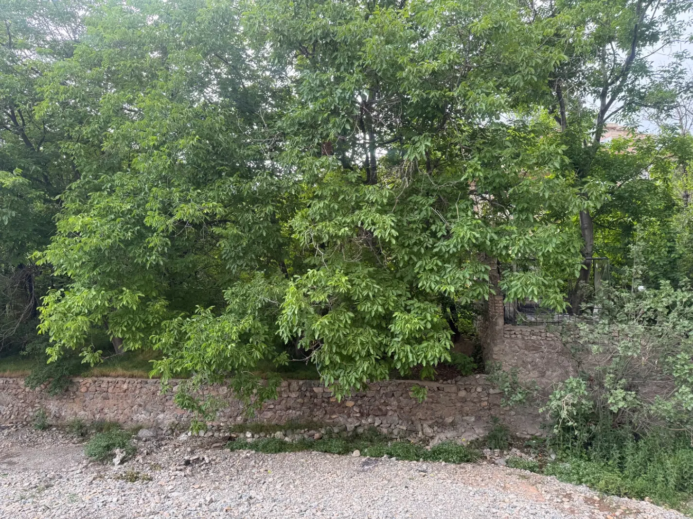 ۴۰۰ متر باغ در قلب توریستی بوژان موقعیت تجاری