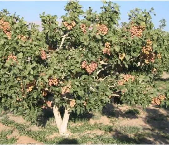 زمین